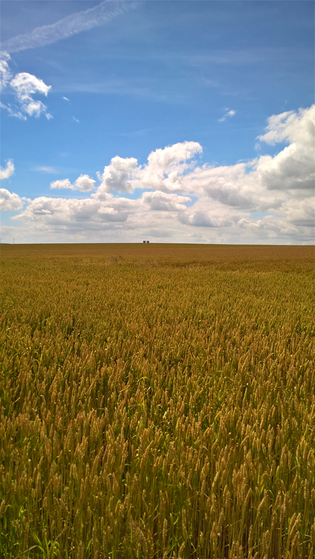 WP_20160705_15_29_27_Pro